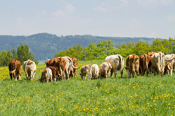 Image showing Herd of cows at spring green field