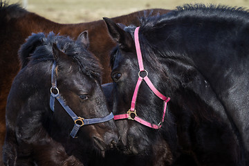 Image showing Beauty foal - friesian horse stallion