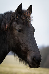 Image showing Beauty foal - friesian horse stallion