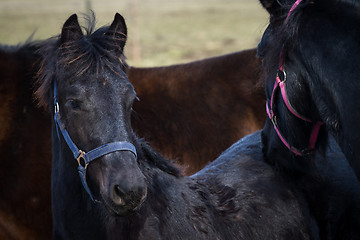 Image showing Beauty foal - friesian horse stallion