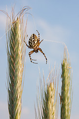 Image showing Spider on wheat
