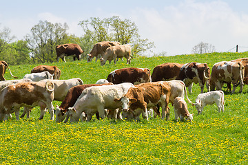 Image showing Herd of cows at spring green field