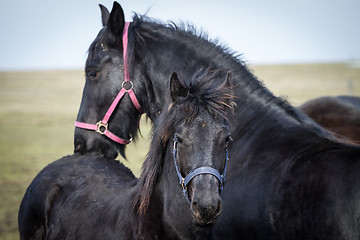 Image showing Beauty foal - friesian horse stallion