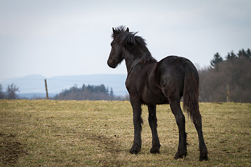 Image showing Beauty foal - friesian horse stallion