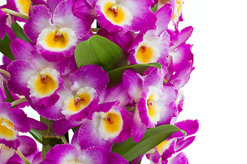 Image showing Pink dendrobium orchid flowers on a white background 