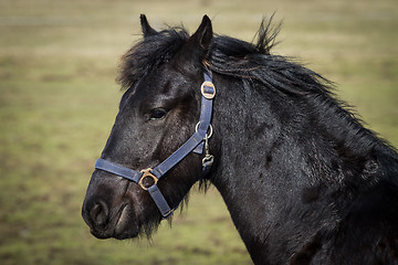 Image showing Beauty foal - friesian horse stallion