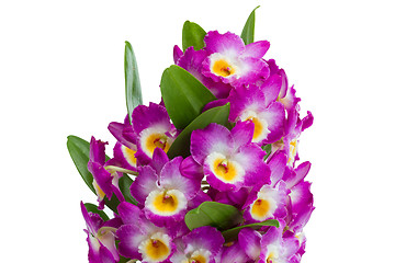 Image showing Pink dendrobium orchid flowers on a white background 