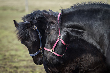 Image showing Beauty foal - friesian horse stallion