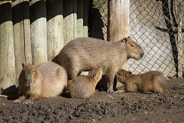 Image showing Capybara and her cubs