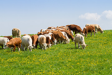 Image showing Herd of cows at spring green field