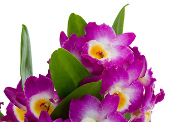 Image showing Pink dendrobium orchid flowers on a white background 