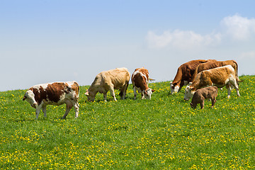 Image showing Herd of cows at spring green field