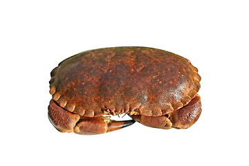 Image showing Crab