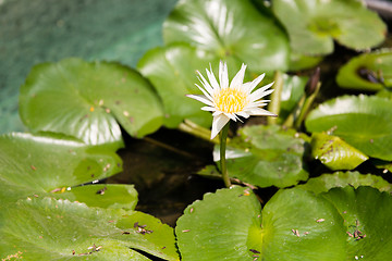 Image showing white water lily in pond