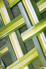 Image showing green palm tree leaf grid texture