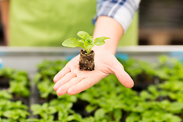 Image showing close up of woman hand holding seedling sprout