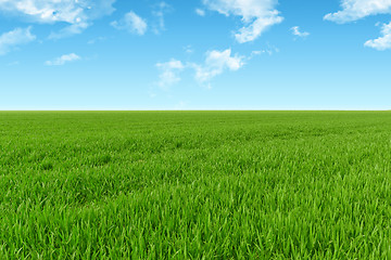 Image showing Sky and grass background
