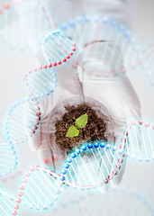 Image showing close up of scientist hands with plant and soil