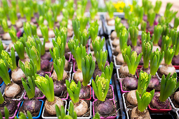Image showing close up of hyacinths seedlings at greenhouse