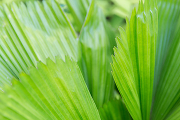 Image showing green palm tree leaves