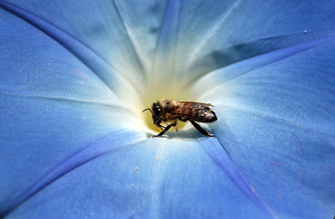 Image showing Bee taking honey