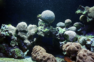 Image showing Ocean flora