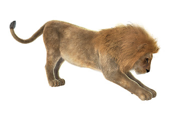 Image showing Male Lion