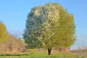 Image showing White blooming cherry tree 