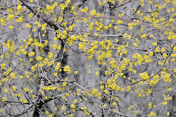 Image showing Flowering dogwoods  Cornus mas