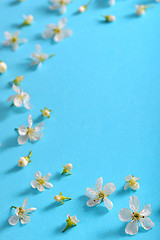 Image showing white cherry blossoms