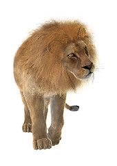 Image showing Male Lion