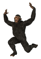 Image showing Chimpanzee