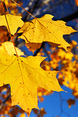 Image showing Yellow maple leaves