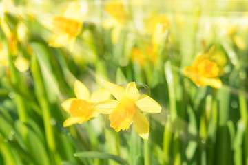 Image showing Spring blossom narcissus daffodils yellow sunlit flowers with su