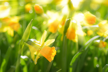 Image showing Yellow spring flowers narcissus daffodils with bright sunbeams s