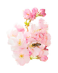 Image showing Isolated bunch spring blossom pink flowers with honeybee obtaini