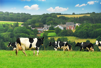 Image showing Cows in a pasture