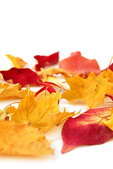 Image showing Autumn leaves