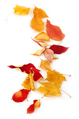 Image showing Autumn leaves