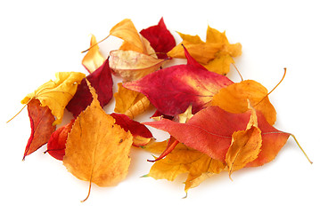 Image showing Autumn leaves