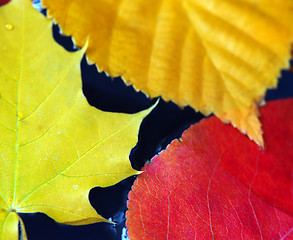 Image showing Fall leaves in water