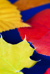 Image showing Fall leaves in water