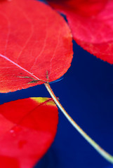 Image showing Fall leaves in water