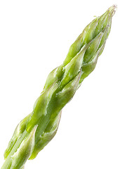 Image showing Asparagus Magnification
