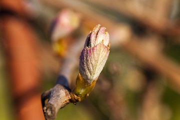 Image showing grapes sprout  