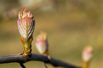 Image showing grapes sprout  