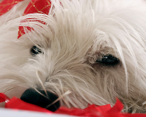 Image showing Westie