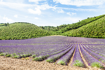 Image showing Lavander field