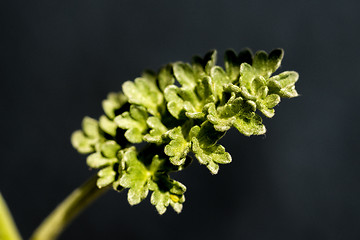 Image showing Absinthe, wormwood, Artemisisa absinthum