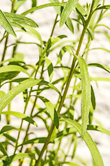 Image showing tarragon